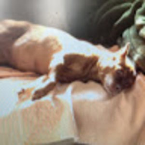 Meet your Posher, Glenn